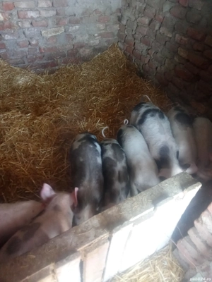 purcei de vanzare - imagine 2