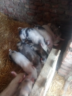 purcei de vanzare - imagine 4