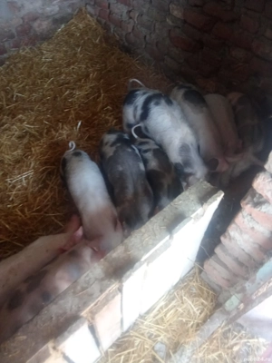 purcei de vanzare - imagine 3