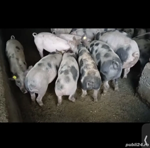 Purcei grasi de vanzare, castrati deparazitati intre 50-80 kg - imagine 2