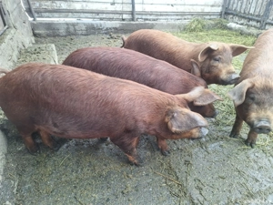 Duroc de casa 60 kg - imagine 3