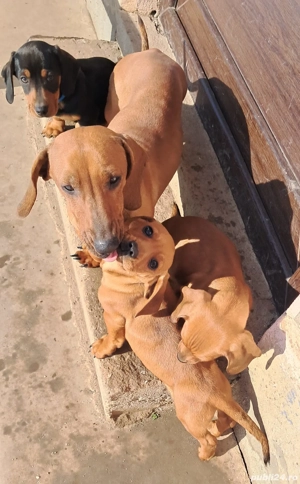 Teckel-frumoși si jucausi  - imagine 2