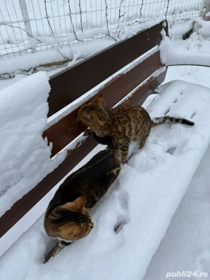 pisica bengaleza - imagine 5