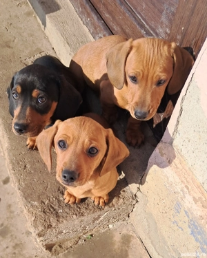 Teckel-frumoși si jucausi  - imagine 3