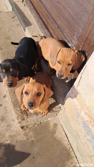 Teckel-frumoși si jucausi  - imagine 6