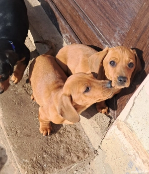 Teckel-frumoși si jucausi  - imagine 5