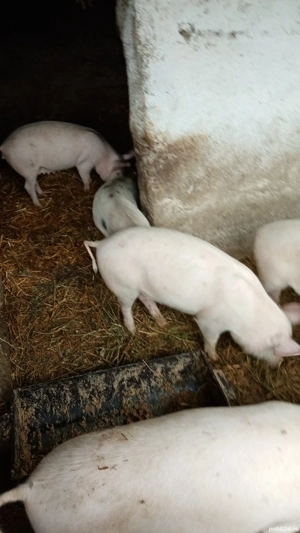 Purcei 5 luni - imagine 3