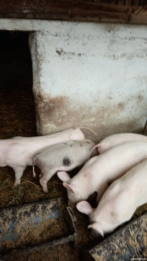 Purcei 5 luni - imagine 2