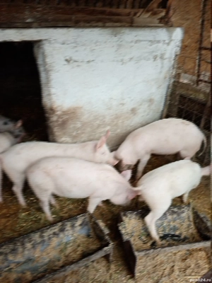 Purcei 5 luni - imagine 4