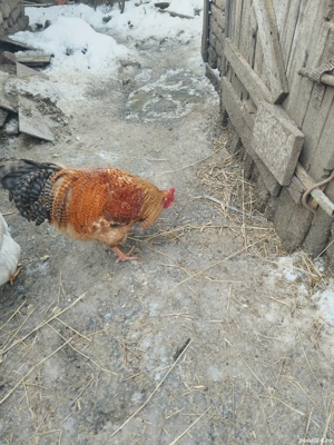 De vanzare in brestea