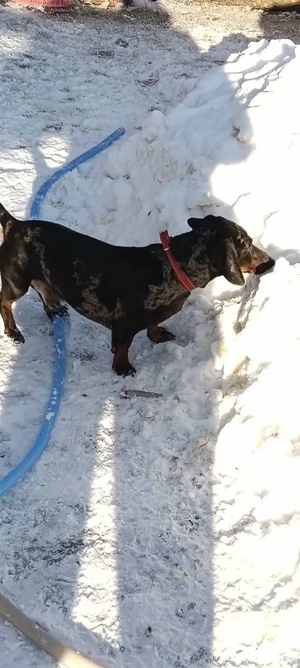 Tekel arlechin foarte frumos  - imagine 2