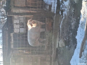 Purcea landras - imagine 3