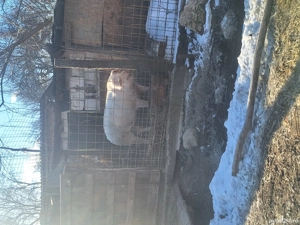 Purcea landras - imagine 2