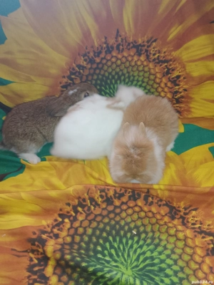 Iepuri pitici - imagine 2