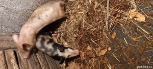 vând purcei  - imagine 2