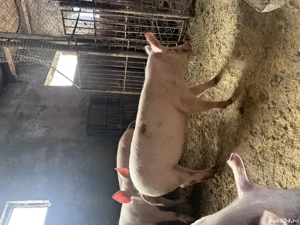 Vand soldani mari landrace cu marele alb - imagine 2