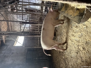 Vand soldani mari landrace cu marele alb - imagine 3