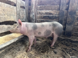 Vand soldani mari landrace cu marele alb - imagine 4