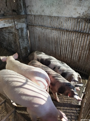 Purcei de vânzare  - imagine 4