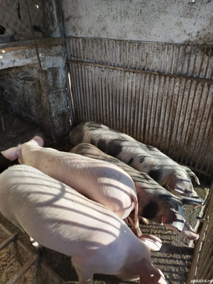 Purcei de vânzare  - imagine 3