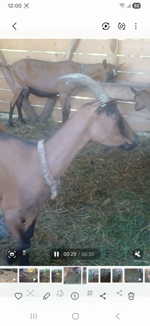 Vând țap alpin francez și o capră !   - imagine 4