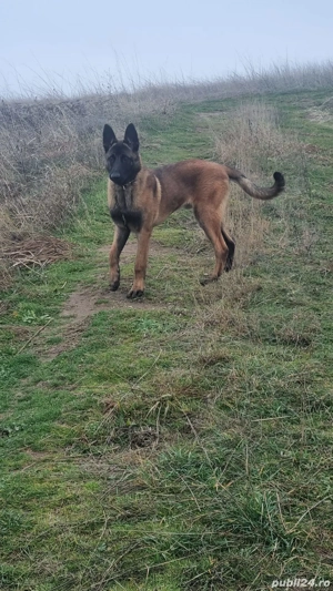 Vand Ciobanesc Belgian Malinois - imagine 2
