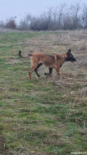 Vand Ciobanesc Belgian Malinois - imagine 3