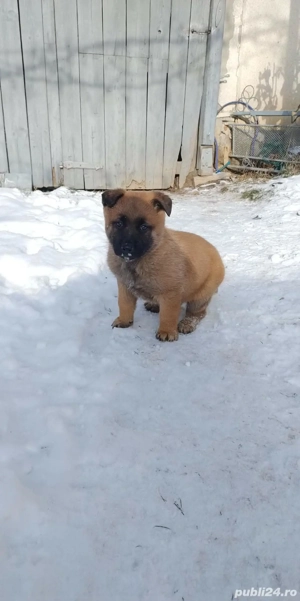 Ciobanesc Belgian vaccinat și deparazitat