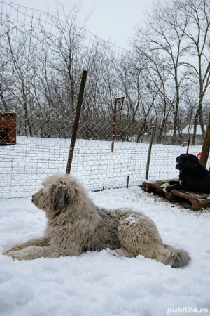 Ciobanesc femela, 11 luni