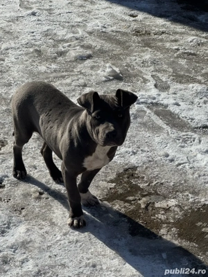 amstaff femela culoare blue  - imagine 5