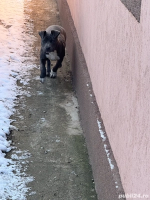 amstaff femela culoare blue  - imagine 4