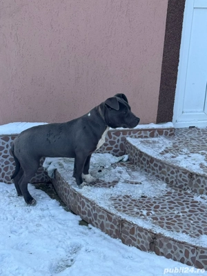 amstaff femela culoare blue  - imagine 3