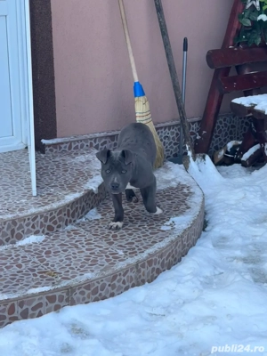 amstaff femela culoare blue  - imagine 2