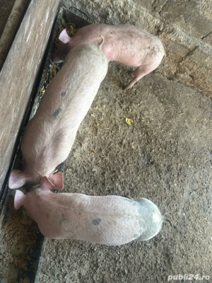 Vand purcei de 4 luni - imagine 3