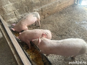 Vand purcei de 4 luni - imagine 2