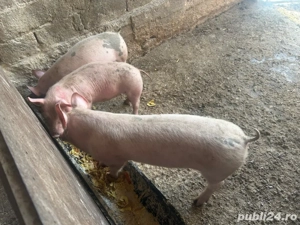 Vand purcei de 4 luni