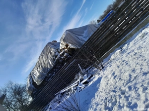 vand baloti paie de grau