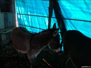 Vând magarita de 2ani face  în luna aprilie magarita este blândă.                                   