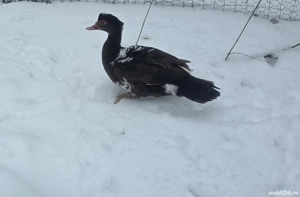 Rate mute ciocolatii