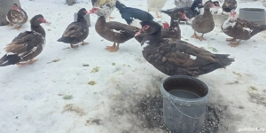 Rate mute ciocolatii - imagine 4