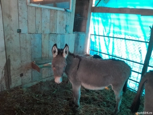 Vând magarita de 2ani face  în luna aprilie magarita este blândă.                                    - imagine 2