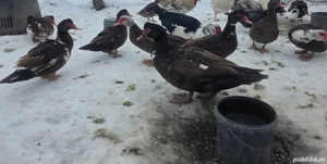 Rate mute ciocolatii - imagine 3