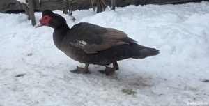 Rate mute ciocolatii - imagine 2