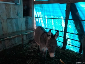 Vând magarita de 2ani face  în luna aprilie magarita este blândă.                                    - imagine 3