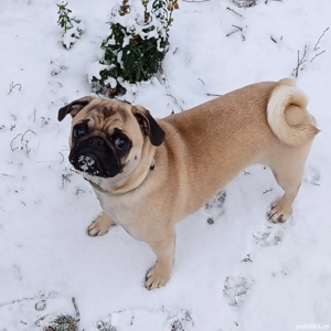 Pug de vanzare