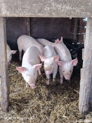 Purcei disponibil  - imagine 2