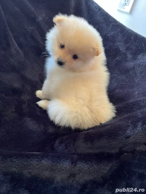 Pomeranian  puiuti  - imagine 2