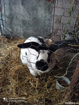 Iepuroaica - fluture german