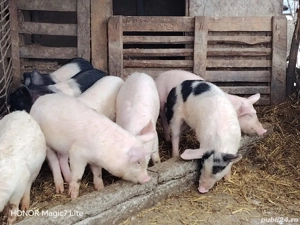 Disponibil rasa mixta  - imagine 2