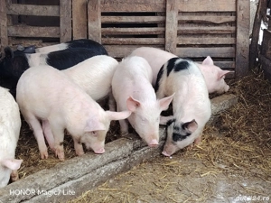 Disponibil rasa mixta  - imagine 3